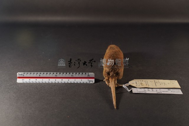 臭鼩藏品圖，第5張