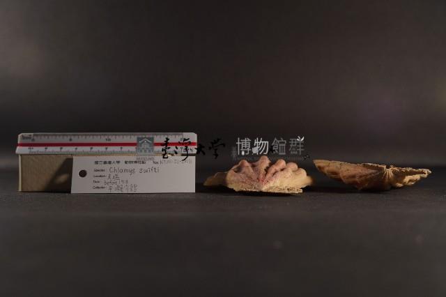 北海道海扇蛤藏品圖，第5張