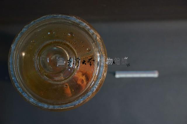 血液循環系統標本(兔) (解剖色素注射)藏品圖，第5張