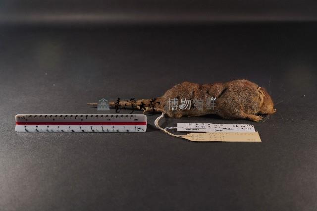 臭鼩藏品圖，第3張