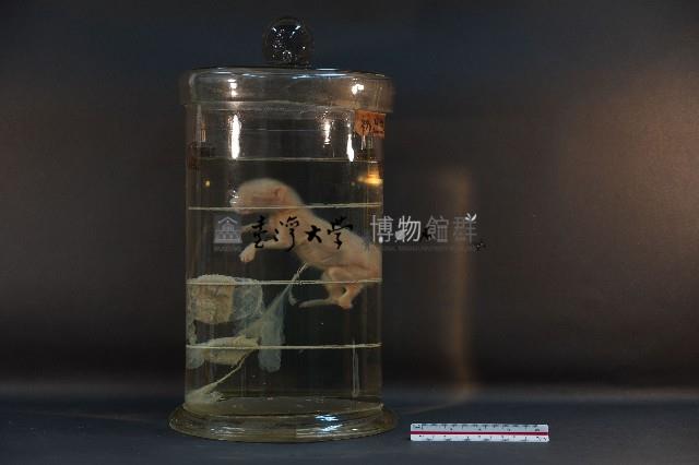 初出生之貓藏品圖，第3張