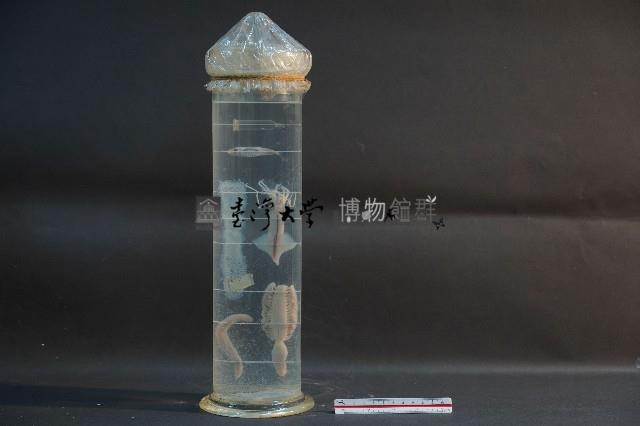 海洋發光生物藏品圖，第3張