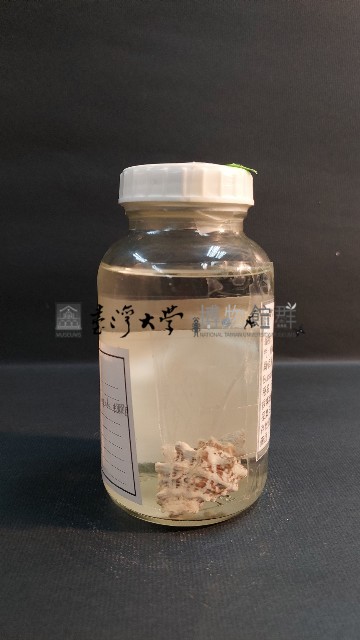 赤蛙螺藏品圖，第3張