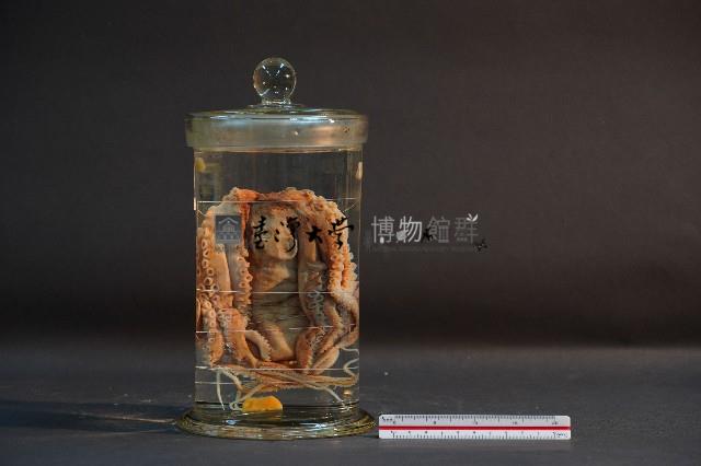 章魚的解剖藏品圖，第3張