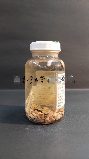 花蜆藏品圖，第3張