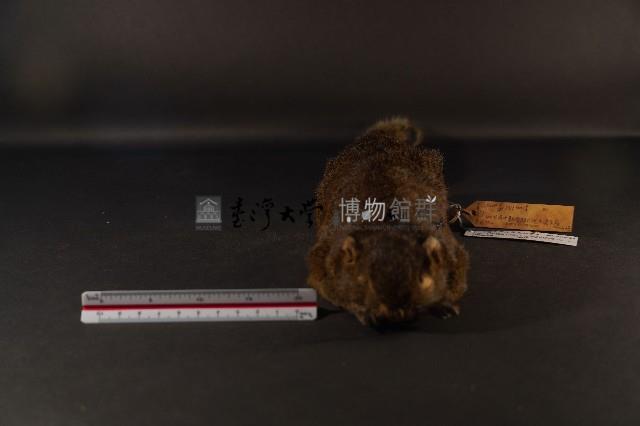 赤腹松鼠藏品圖，第3張