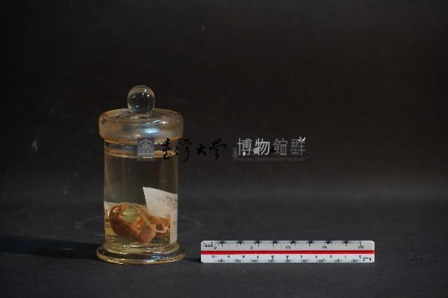 嚙齒類胎兒藏品圖，第3張