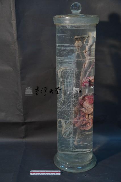 植物性神經系統(貓)藏品圖，第3張