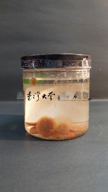 銀幣水母藏品圖，第3張