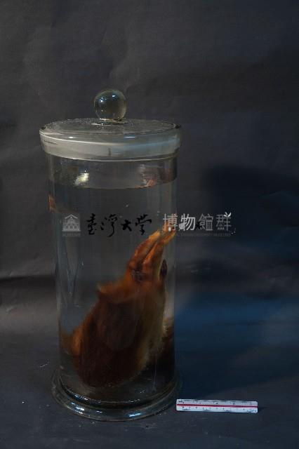 山羌藏品圖，第3張