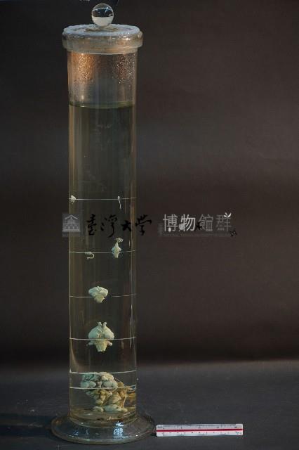 脊椎動物腦之比較藏品圖，第3張