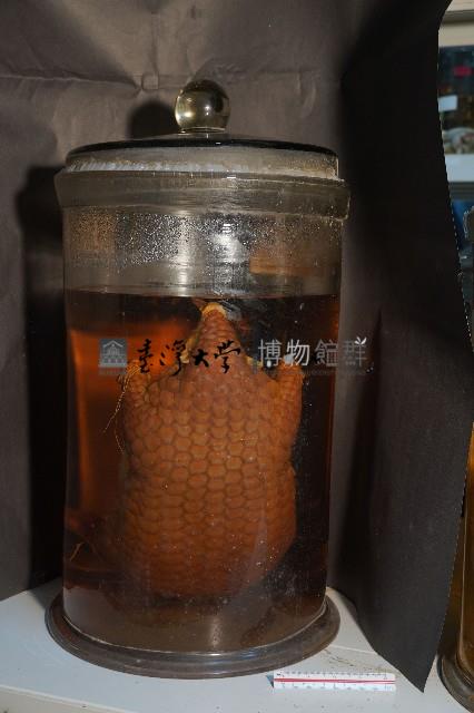 臺灣穿山甲(鯪鯉)藏品圖，第3張