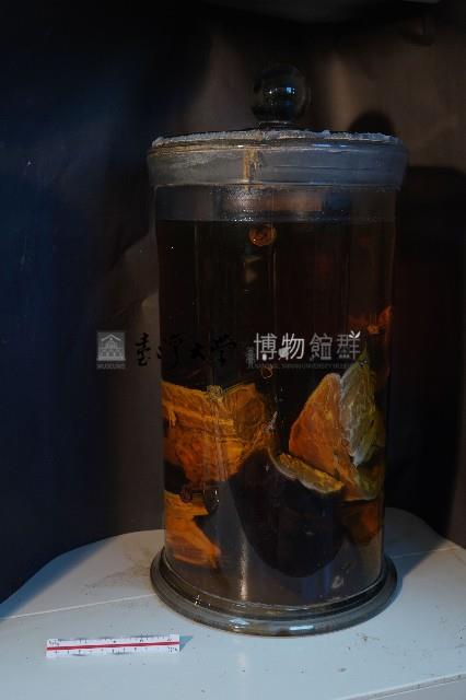 家犬的解剖藏品圖，第3張