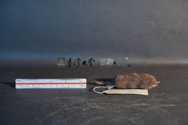 日本鼩鼴藏品圖，第3張