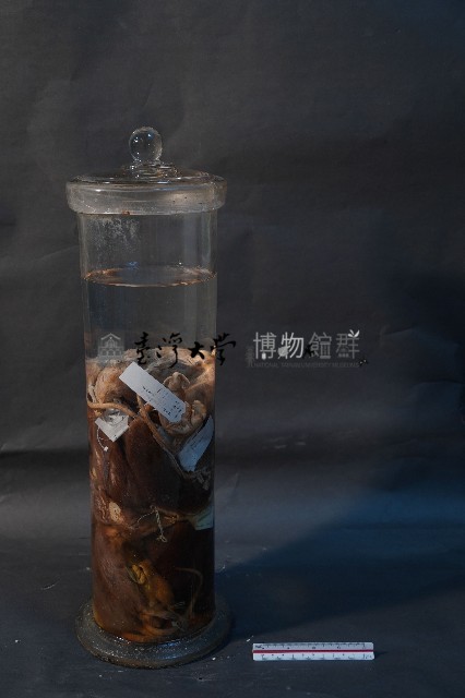 嚙齒類藏品圖，第3張