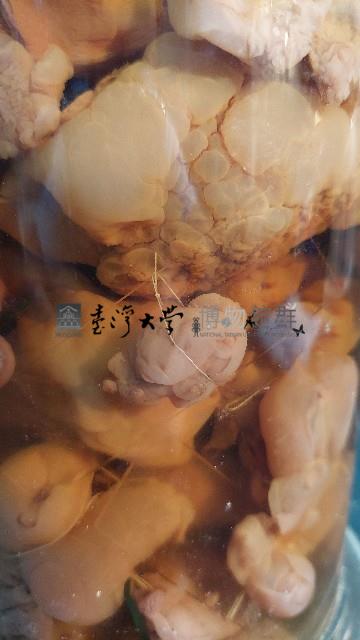 海兔藏品圖，第3張