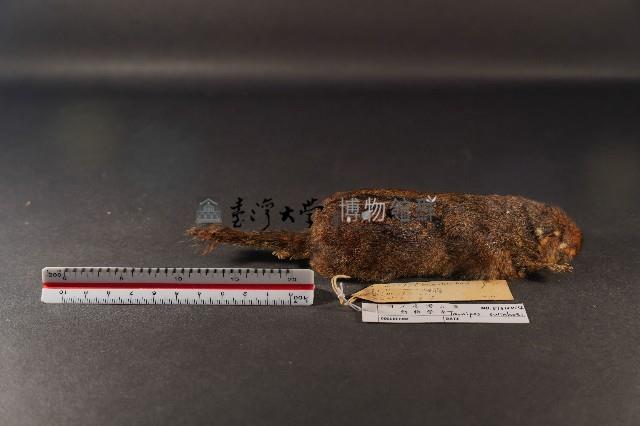 隱紋花松鼠藏品圖，第3張