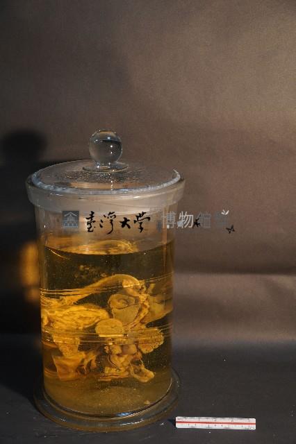 麝香貓的內部器官藏品圖，第3張