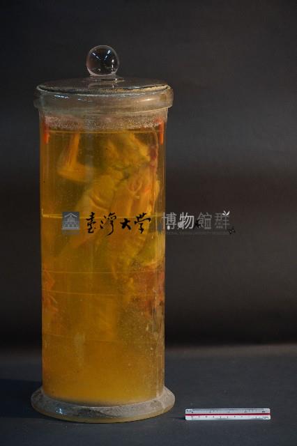 兔的解剖藏品圖，第3張