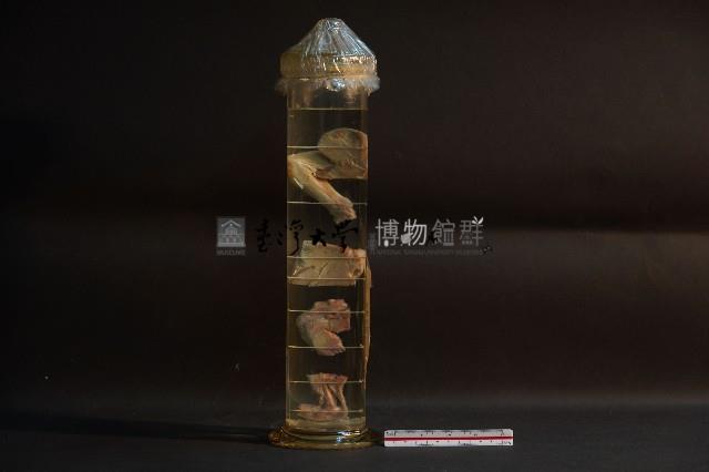 哺乳類關節構造藏品圖，第3張