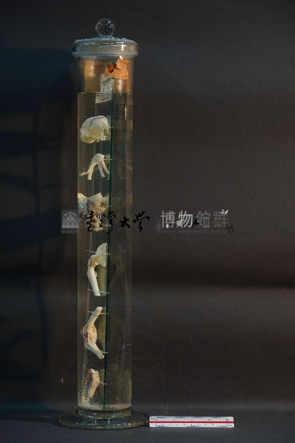 哺乳類關節藏品圖，第3張