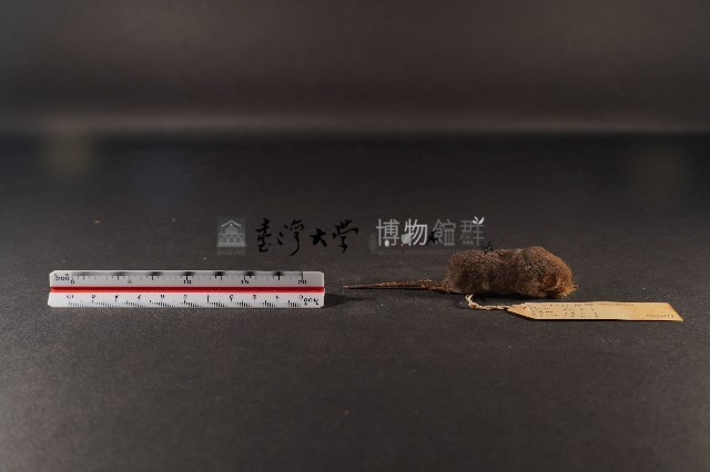 花東麝鼩藏品圖，第3張