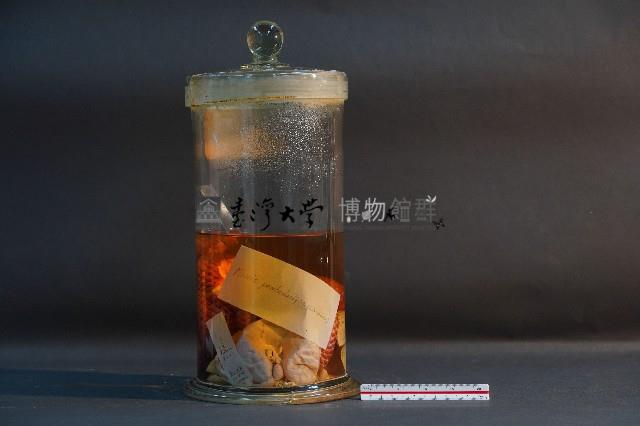 臺灣穿山甲藏品圖，第3張