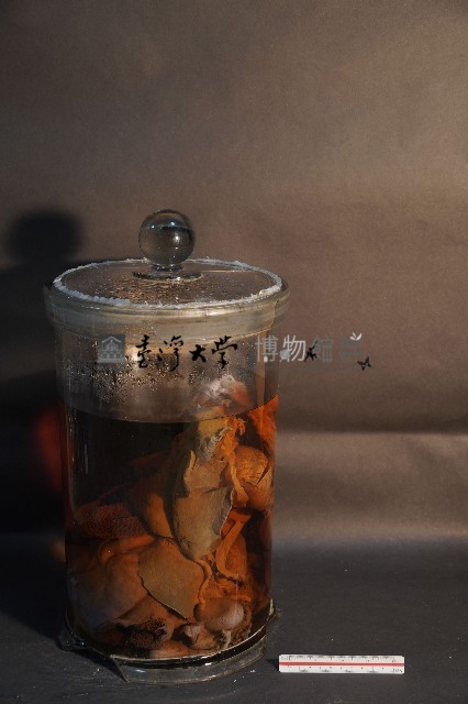 氈鹿的內部器官藏品圖，第3張