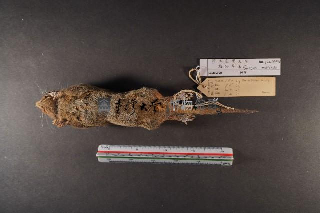 臭鼩藏品圖，第6張