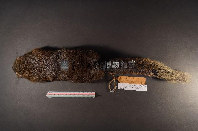 赤腹松鼠藏品圖，第6張