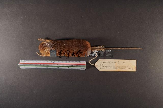 林姬鼠藏品圖，第6張