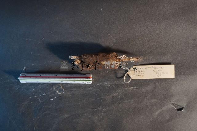 日本鼩鼴藏品圖，第6張