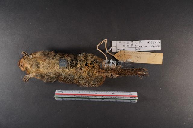 隱紋花松鼠藏品圖，第6張