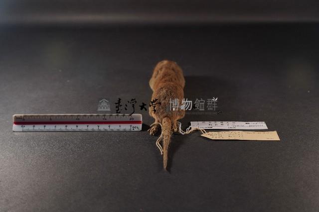 臭鼩藏品圖，第4張