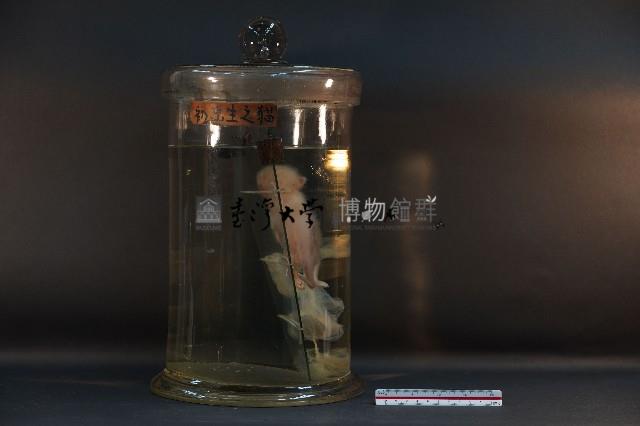 初出生之貓藏品圖，第4張