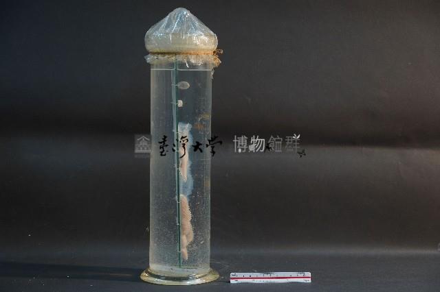 海洋發光生物藏品圖，第4張