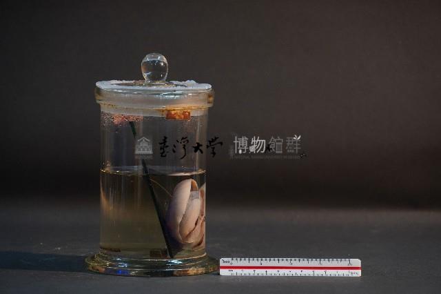 臺灣穿山甲的胎兒在母體內發育過程藏品圖，第4張