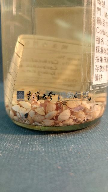 花蜆藏品圖，第4張