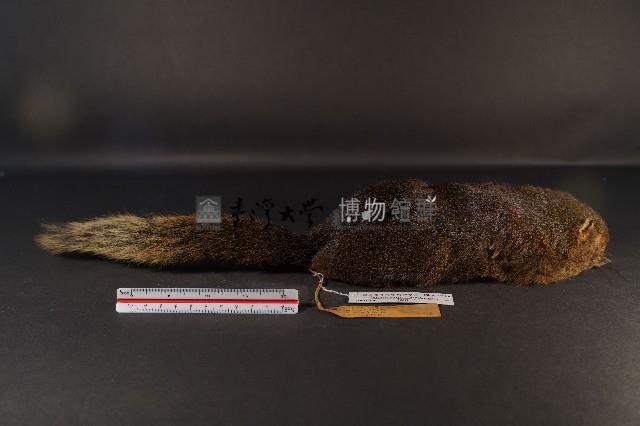 赤腹松鼠藏品圖，第4張