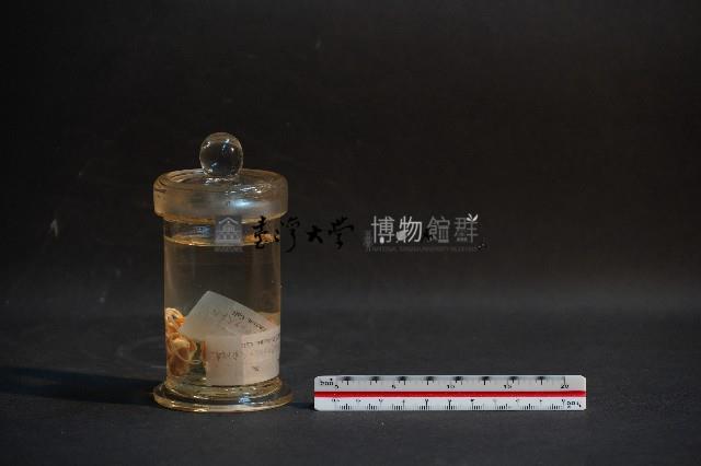 嚙齒類胎兒藏品圖，第4張