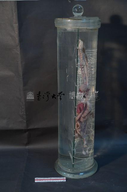 植物性神經系統(貓)藏品圖，第4張