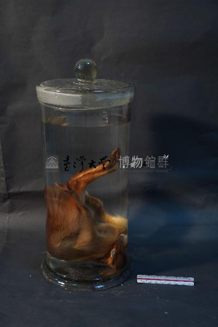 山羌藏品圖，第4張