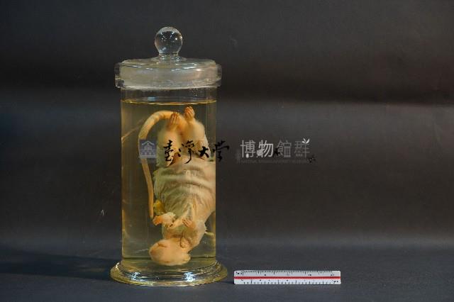 大白鼠解剖藏品圖，第4張