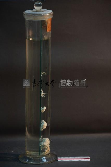 脊椎動物腦之比較藏品圖，第4張