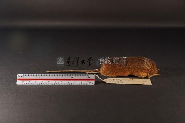 林姬鼠藏品圖，第4張