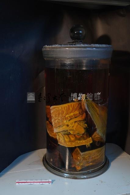 家犬的解剖藏品圖，第4張