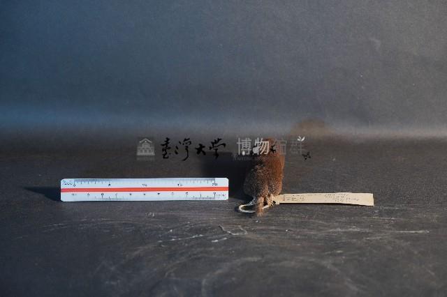 日本鼩鼴藏品圖，第4張