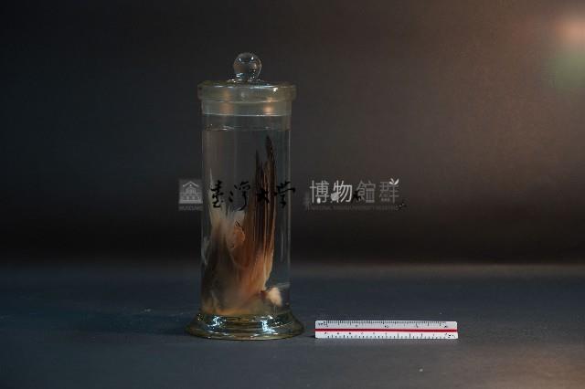 小燕鷗藏品圖，第4張