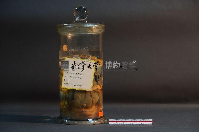 臺灣穿山甲的內部器官藏品圖，第4張