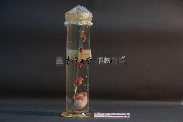 脊椎動物心臟藏品圖，第4張